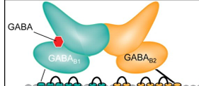<p>dimers of <strong>GABAʙ1</strong> and <strong>GABAʙ2</strong> subunits</p><ul><li><p><strong>GABA binds</strong> to GABAʙ1 (on extracellular domain)</p></li><li><p><strong>G-proteins bind</strong> to GABAʙ2 (on intracellular domain)</p></li></ul><p></p>