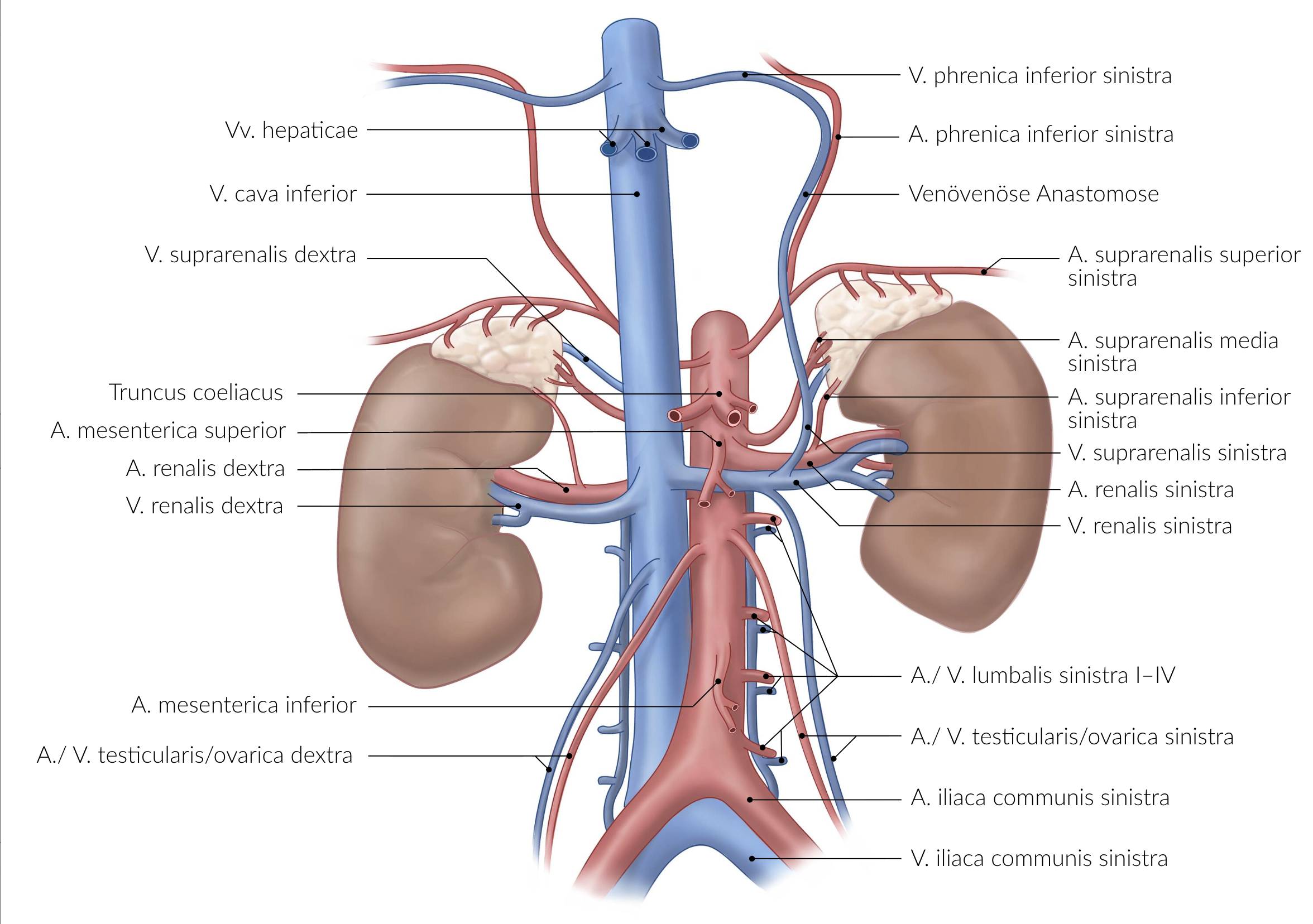 <p>B. The superior suprarenal artery (A. suprarenalis superior) is a branch of the inferior phrenic artery (A. phrenica inferior).</p>