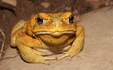 <p>Rhinella marina</p>