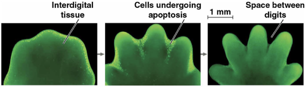 <p>Programmed cell death for infected, damaged, or cells that are at the end of their functional lives.</p><p>cell components are chopped up and packaged into vesicles that are digested by <mark data-color="yellow" style="background-color: yellow; color: inherit">scavenger cells</mark>. This is to prevent dying enzymes from leaking out and damaging neighboring cells</p><p>ex) a normal part of hand and foot development</p><ul><li><p>relations with Parkinson’s and Alzheimer’s as well as some cancers</p></li></ul><p></p>