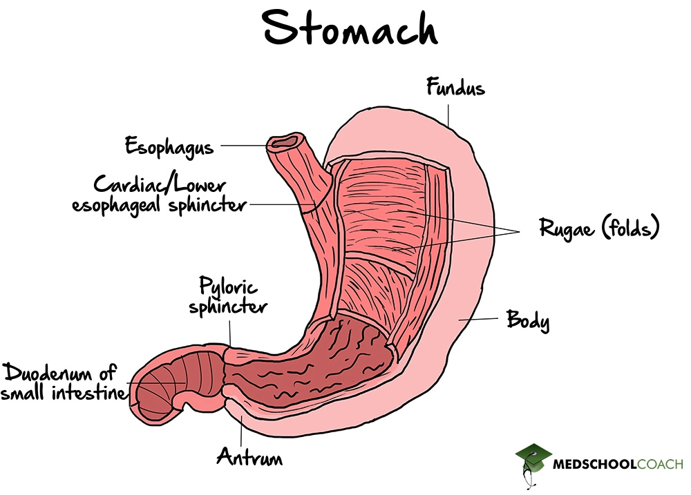 <p>Cardiac sphincter</p>
