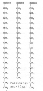 <ul><li><p>apolair</p></li><li><p>bouwstenen: C, H, O, P, N</p></li><li><p><span style="background-color: transparent;">(type bouwsteen v lipide): vetzuren: CH<sub>3</sub>-(CH<sub>2</sub>)<sub>n</sub>-COOH</span></p><ul><li><p>onverzadigde vetzuren: dubbele binding tussen 2 C-atomen = knik in keten</p><ul><li><p>meer vloeibaar (meestal plantaardige producten)</p></li></ul></li><li><p>verzadigde vetzuren: enkelvoudige bindingen: rechte lijn</p></li></ul></li><li><p><span style="background-color: transparent;">amfipatisch molecule of apolair (neutraal)</span></p></li><li><p><span style="background-color: transparent;">meestal gebonden aan glycerol — splitst bij binding telkens 1 H atoom af</span></p></li></ul><p></p>