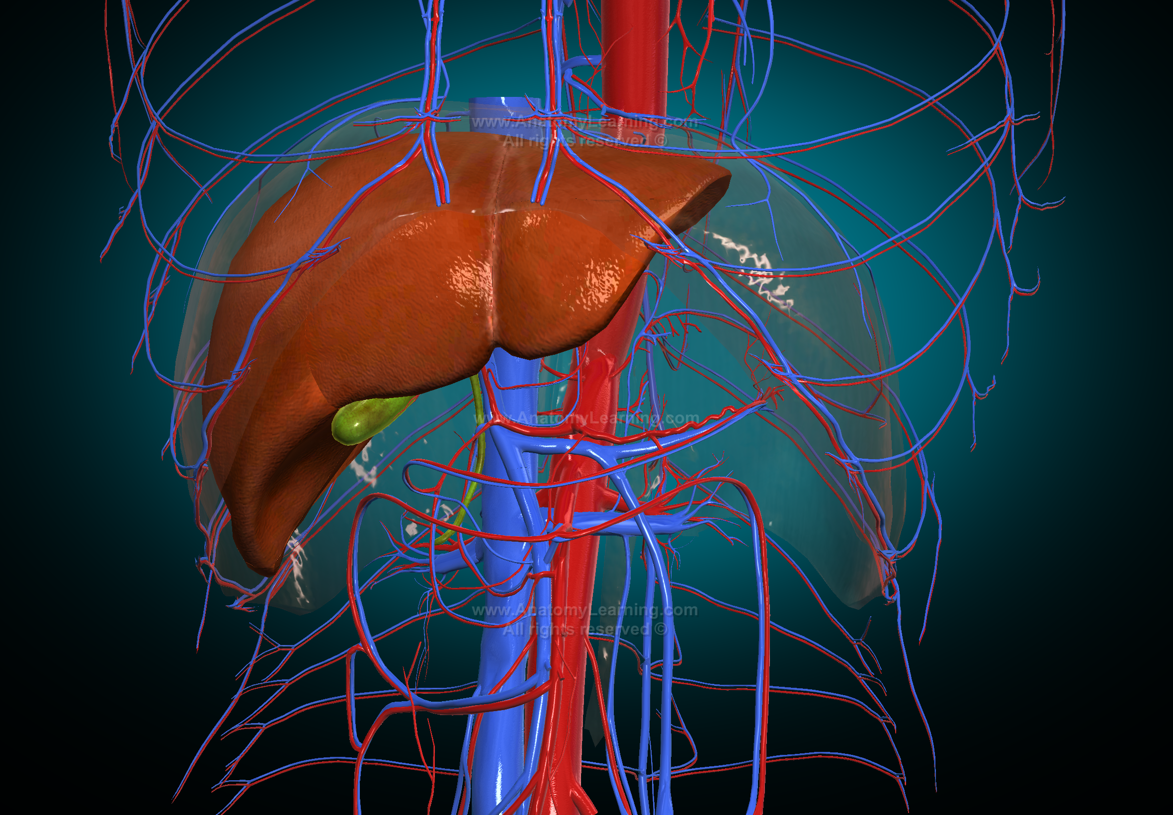 <p>t. wątrobowa właściwa / proper hepatic a. biegnie w więzadle wątrobowo-dwunastniczym</p>