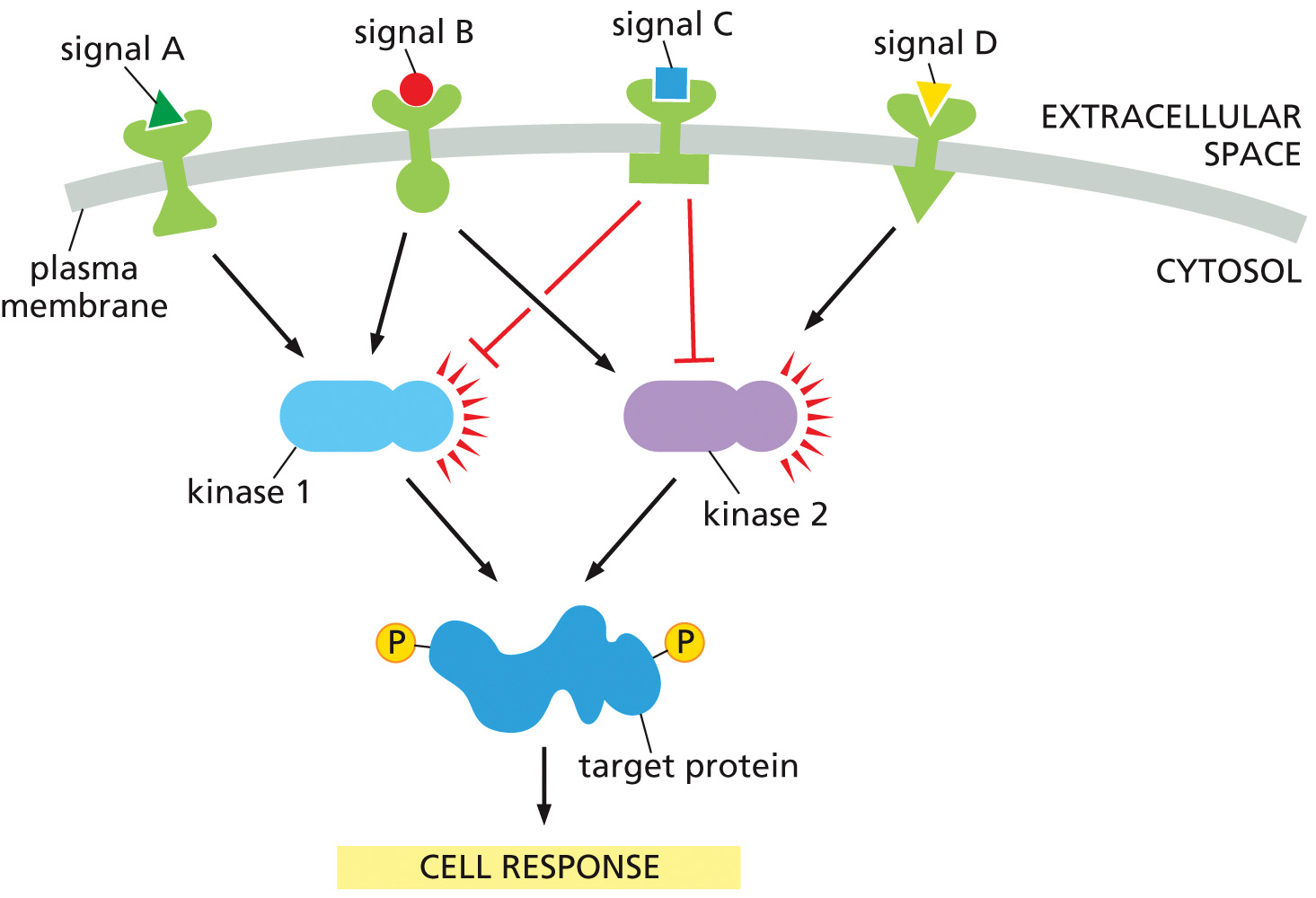 <p><span>Shown is a diagram of how theoretical intracellular signaling pathways could integrate incoming signals to produce a coordinated cell response.</span></p><p>Which signal(s) would lead to activation of both kinase 1 and kinase 2?</p><p>Choose one:</p><p>	A.signal C</p><p>	B.signals A and D</p><p>	C.signals A and C</p><p>	D.signals C and D</p>