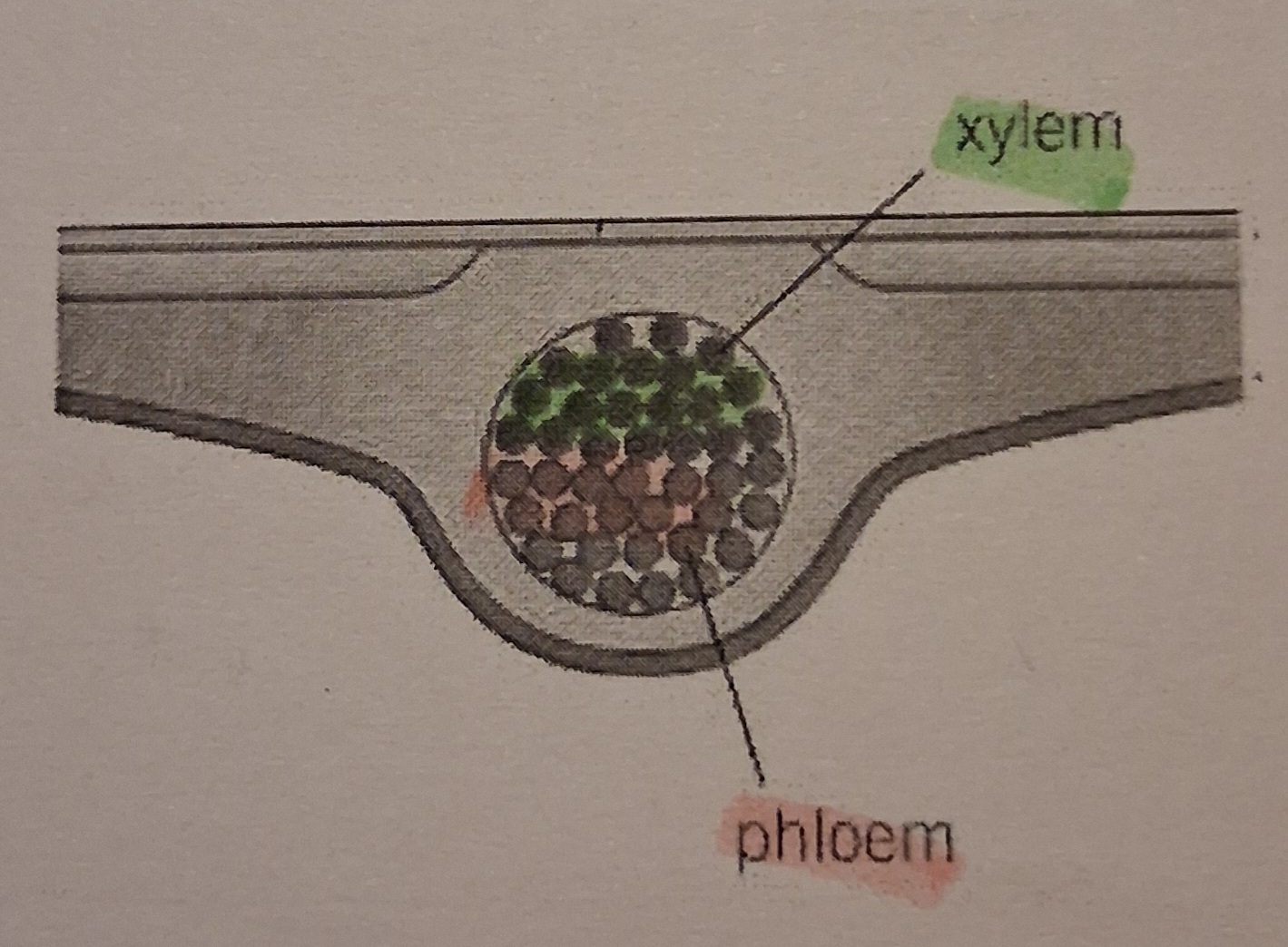 <p>-Xylem: upper side of leaf vein </p><p class="has-focus">-Phloem: lower side of leaf vein </p>