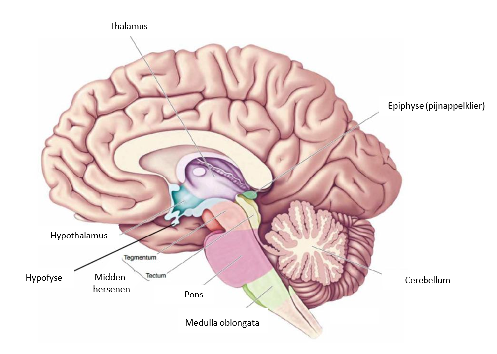 <p>Thalamus</p><p>Hypothalamus</p><p>Hypofyse</p><p>Epifyse</p>