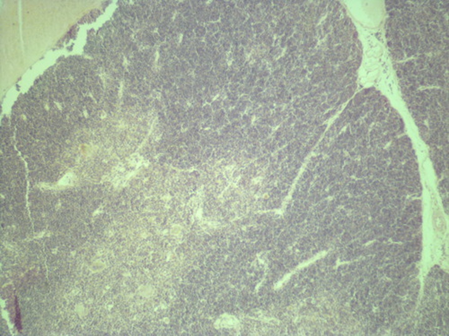 <p>Identify the organ.</p>