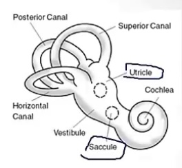 <p>-inner ear; linear; gravity; forward and back</p><p>-otoliths(calcium crystals); hair cells; motion</p>