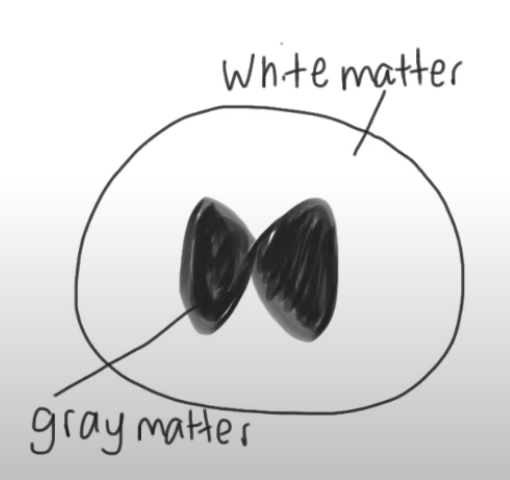<ol><li><p>White matter</p></li><li><p>Grey matter</p></li></ol><p></p>