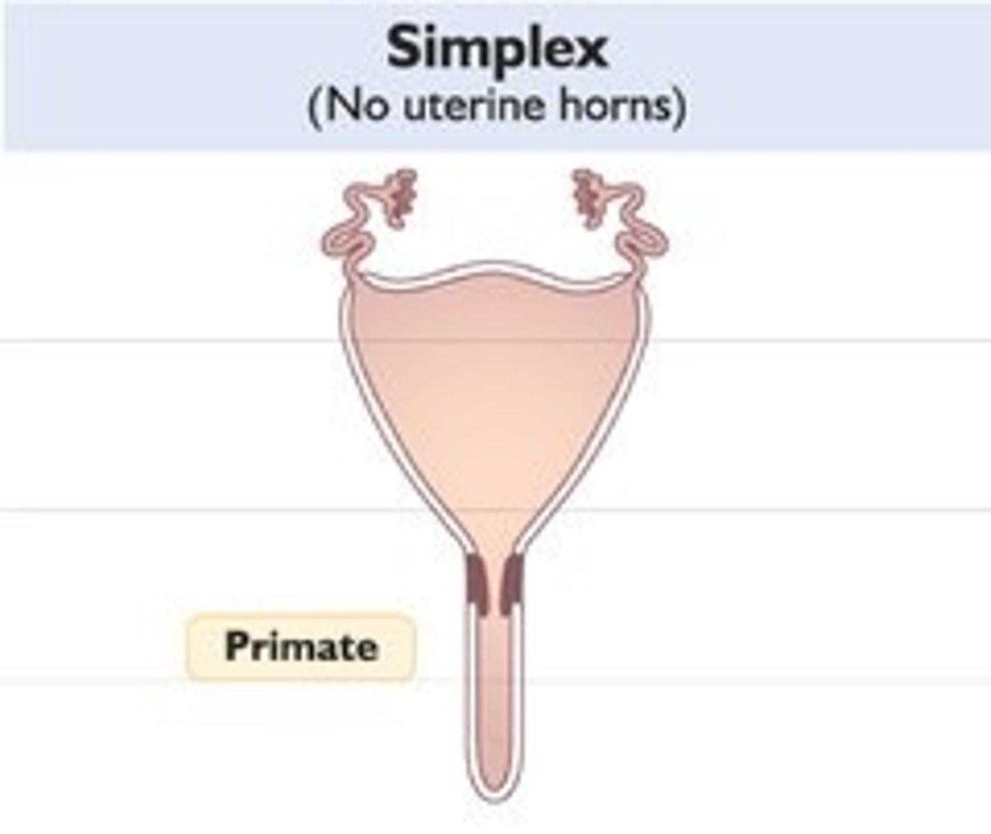<p>- humans, primates</p><p>- no formed horns, 1 Large body, 1 cervix; 1 vagina</p>