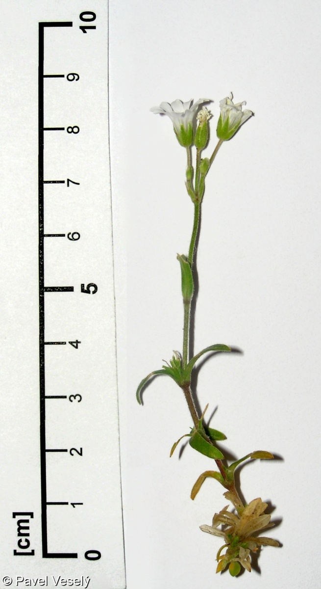 <p><em>Caryophyllaceae -</em> hvozdíkovité</p><p><em>Cerastium arvense -</em> rožec rolní</p>