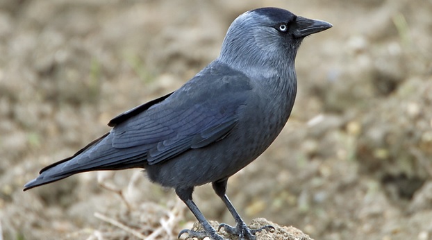 <p>zařaď živočicha do systému</p><p>Třída - řád - čeleď - druh čeština (latina)</p>