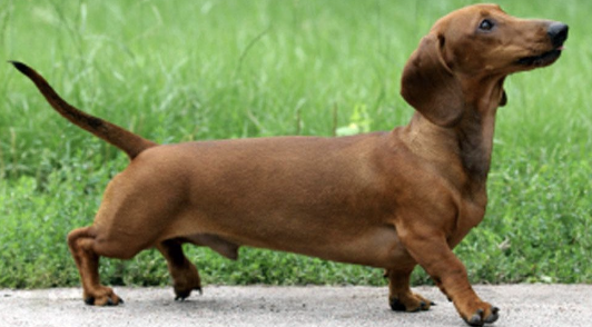 <p>Case: 6 yo MN Dachshund with IVDD at T12-T13. Paraplegic with deep pain present. Is the bladder going to be: UMN, LMN, or not effected? </p>