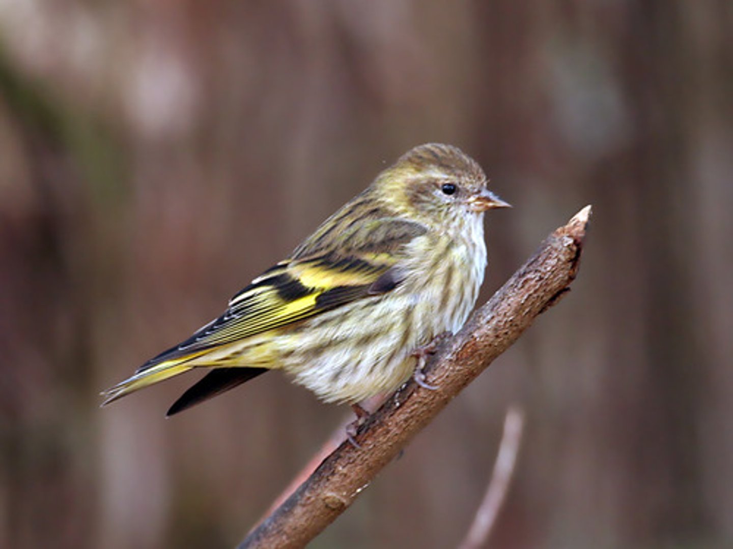 <p>Passeriformes Fringillidae</p>