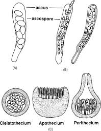 <p><strong>_______________:</strong></p><ul><li><p>Formed by the fragmentation of hyphae into individual cells, each of which becomes a spore.</p></li><li><p>Example: Found in some <em>Geotrichum</em> species</p></li></ul><p></p><p>Types of Asexual Spores</p>