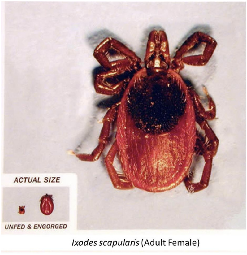 <ul><li><p>Deer tick</p></li></ul><ul><li><p><span>These ticks are vectors for bacterial diseases such as </span><strong><span>tularemia, Babesia microti, Borrelia burgdorferi (lyme disease) and granulocytic ehrlichiosis (in humans)</span></strong></p></li><li><p>can cause tick paralysis</p></li></ul><p></p>