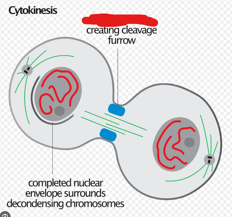 <p>A band of cytoskeletal fibers that contract inward and pinch animal cells in 2 to duplicate them.</p>
