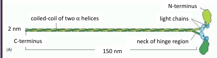 <ul><li><p>Has 2 heavy chains forming a coiled-coil motif (green)</p></li><li><p>Has four light chains (blue)</p></li></ul><p></p>