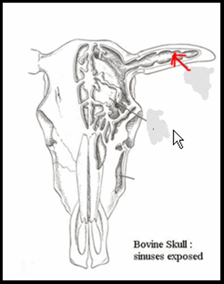 <p>What is the name of the space indicated by the arrow in the following image of the bovine skull?</p>