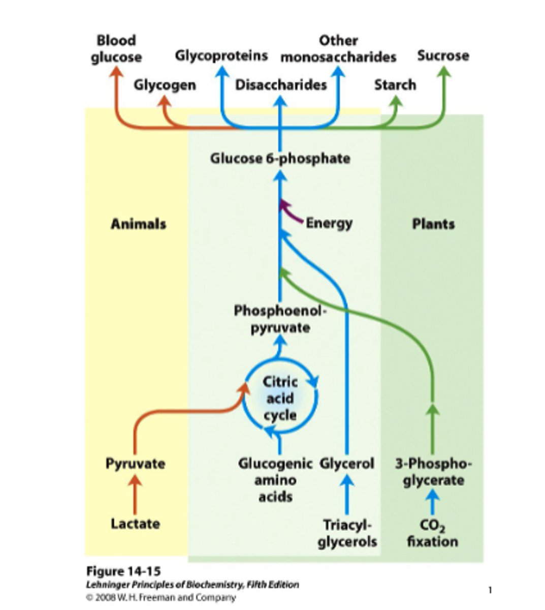 <p>"glucose formation": during early stages of starvation from noncarbohydrate sources (glycerol)</p><p>F6P --&gt; F16BP</p><p>PFK-2 --&gt; F26BP</p><p>PKa catalysis phosphorylation of PFK-2</p>