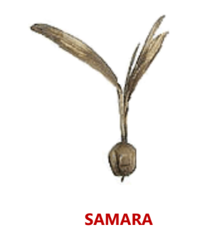 SAMARA