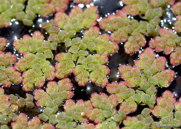 <p>Water fern</p>