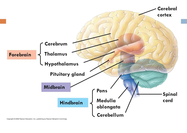 Region within the brain that is the regulatory centre for the endocrine system.

Many important functions of the endocrine system are regulated by the hypothalamus.

Controls most of the endocrine glands in the body, mainly via stimulation of the pituitary gland - just below the hypothalamus.

Hypothalamic hormones control the secretion of anterior pituitary hormones.