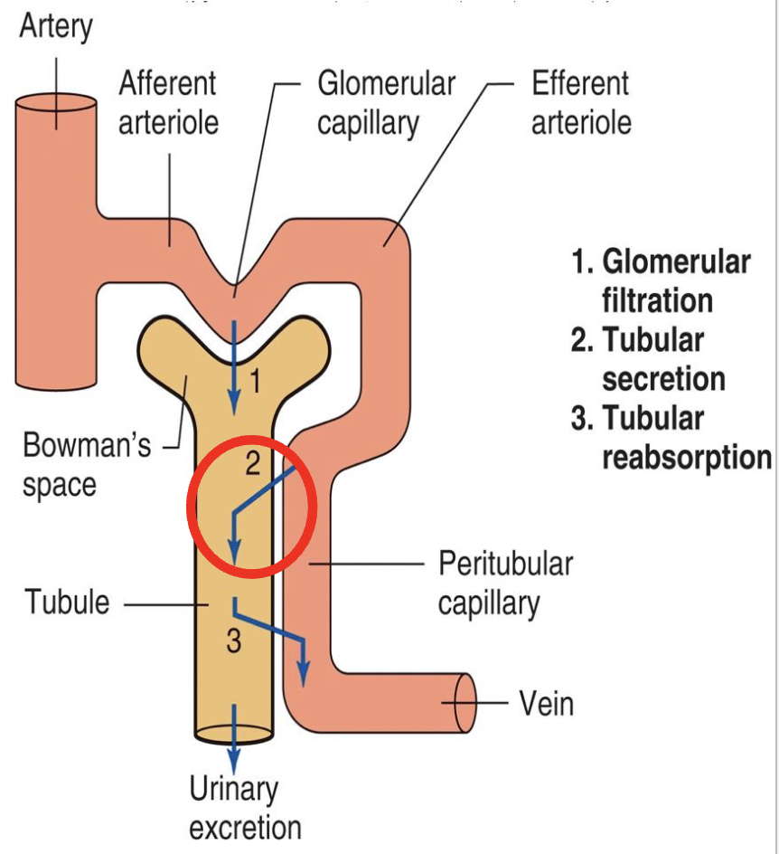 <ul><li><p>foreign chemicals and toxins</p><ul><li><p>penicillin</p></li></ul></li><li><p>usually involves active transport</p><ul><li><p>coupled to Na+ reabsorption</p></li><li><p>i.e. secondary active transport</p></li></ul></li><li><p>most secretion occurs into the proximal tubules</p><ul><li><p>except K+ and H+ ions are mainly secreted into the distal tubule</p></li></ul></li><li><p>secreted substances can have a Tm too</p></li></ul><p></p>