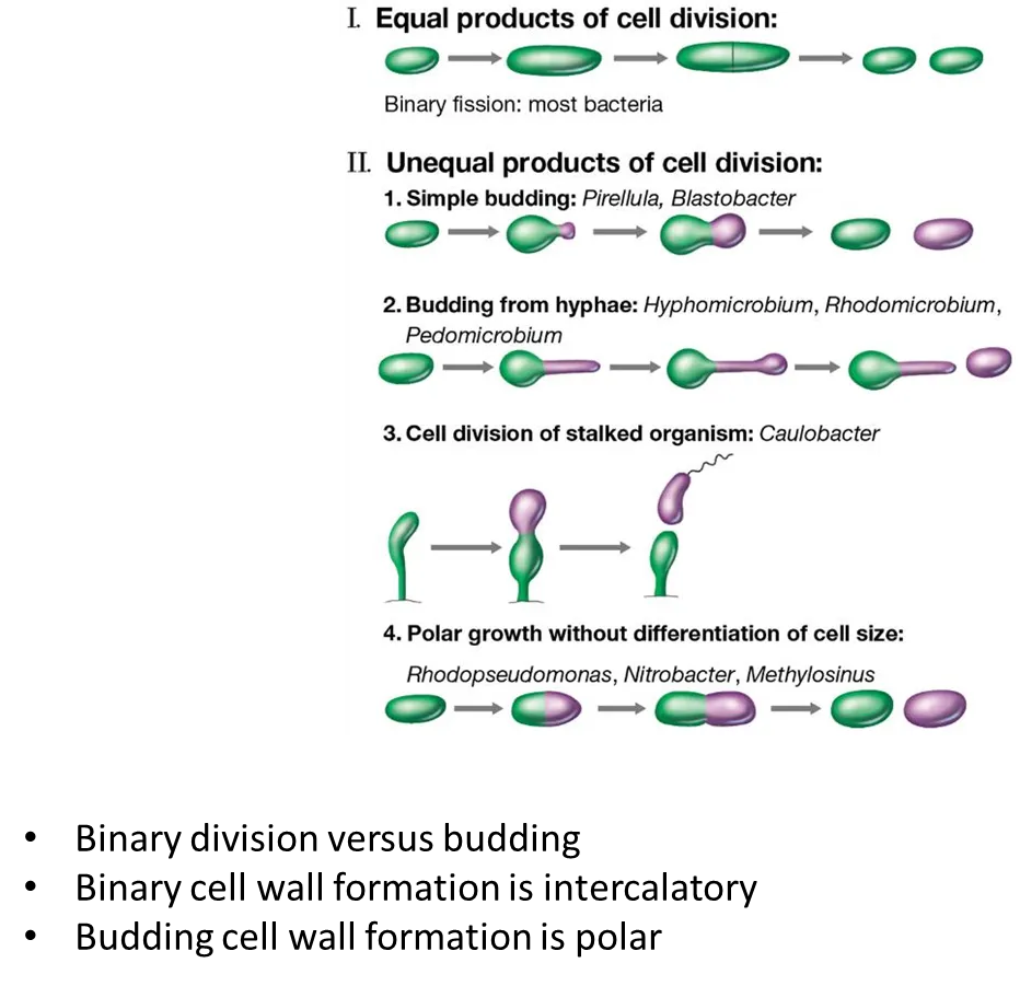 <p><strong>by binary fission (symmetrically):</strong></p><ul><li><p>cell <strong>elongates </strong>then forms a <strong>septum </strong>in the centre, which leads the cell to separate</p></li></ul><p>this is <strong>intercalatory</strong> growth- new bits of cell wall are inserted all the way around the cell</p><p></p><p><strong>by polar growth (asymmetrically):</strong></p><ul><li><p>budding</p></li><li><p>budding by hyphae</p></li><li><p>from stalked (specialised) cells producing a motile cell</p></li></ul><p>in <strong>polar </strong>growth, the new cell wall is all inserted on one side (the purple cell will be all new cell wall, the green cell will be all old cell wall)</p>
