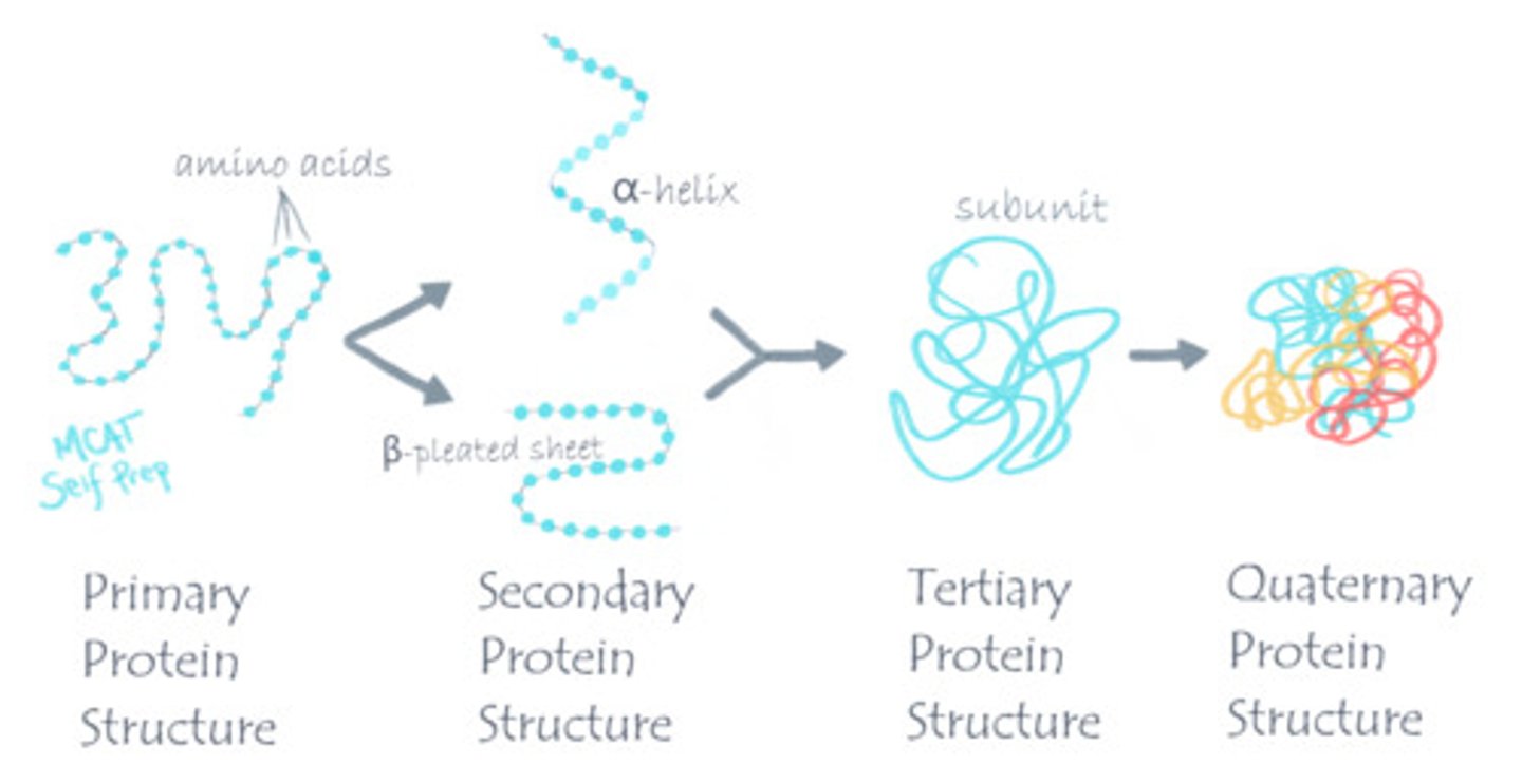 <p>Primary structure is the sequence of amino acids.</p><p>Secondary structure is the folding of a polypeptide into alpha helices and beta-pleated sheets due to backbone interactions.</p><p>Tertiary Structure is the further folding of a polypeptide due to R-group interactions.</p><p>Quarternary Structure consists of the interactions between multiple polypeptides.</p>
