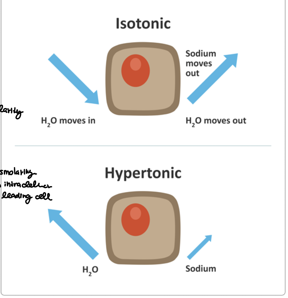 <ol><li><p>the loss of water is greater than the loss of sodium</p></li><li><p>there are changes in osmolarity as the fluid shift from intracellular to extracellular leading the cells to shrink</p></li></ol><p></p>