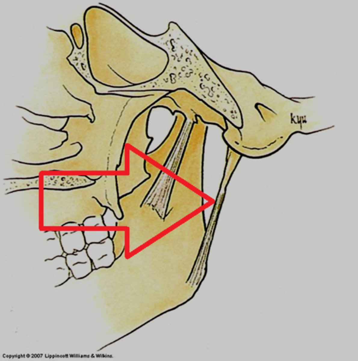 <p>mandible to cranium; weak reinforcement of TMJ; styloid process of temporal bone to the angle of the mandible</p>