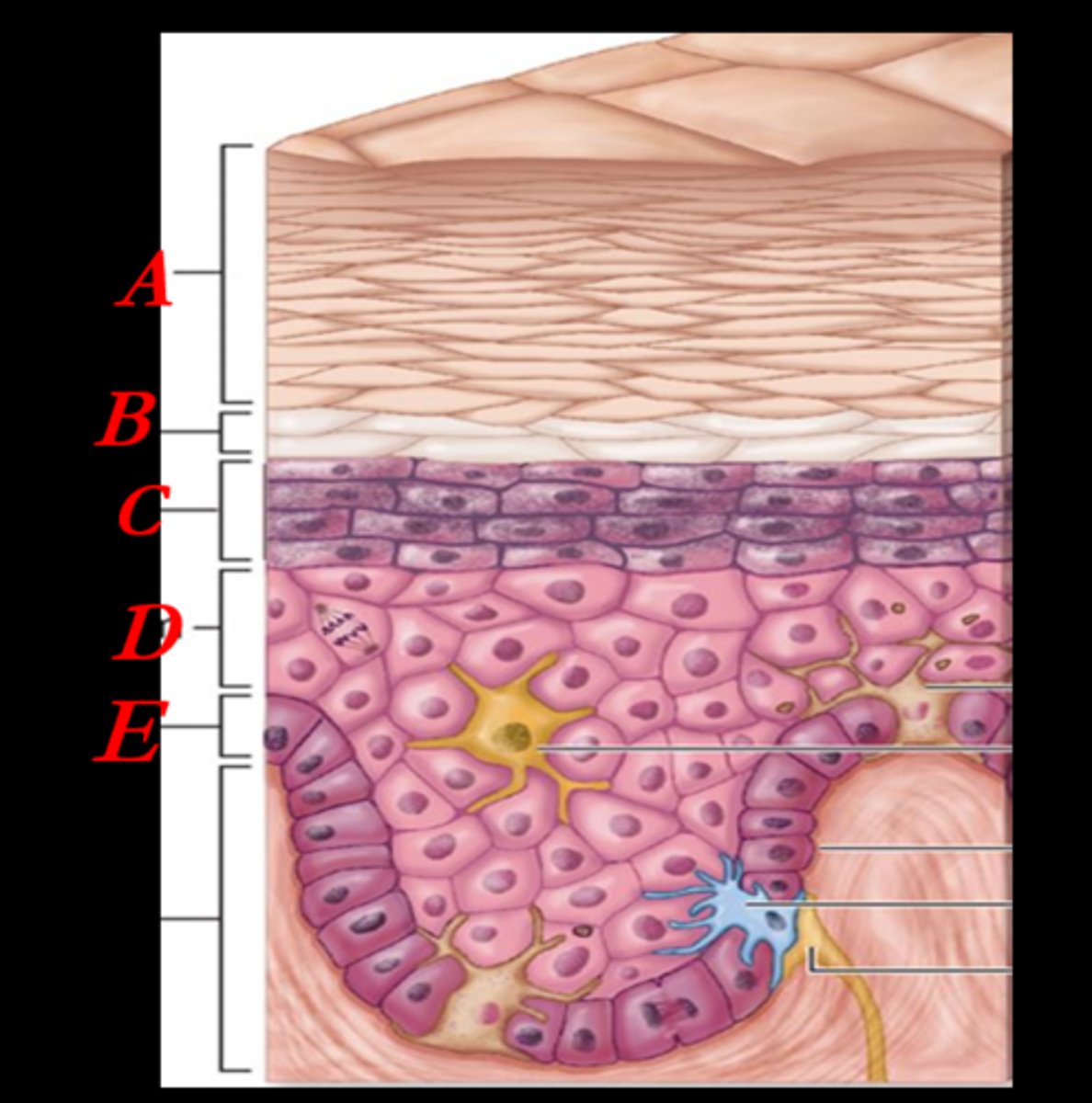 <p>What is the name of the layer indicated by E on the diagram?</p>