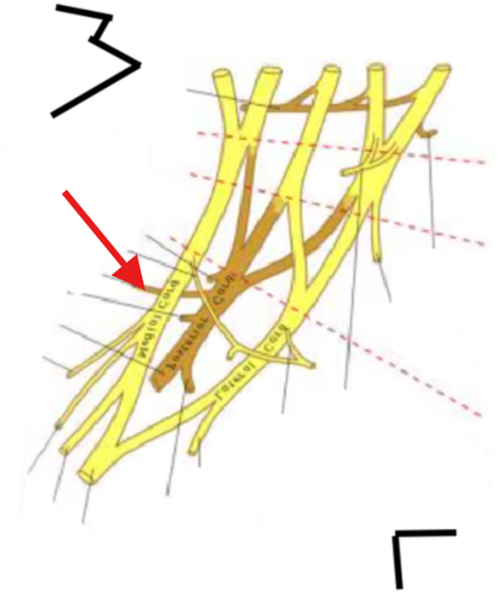 <p>What is this structure?</p>