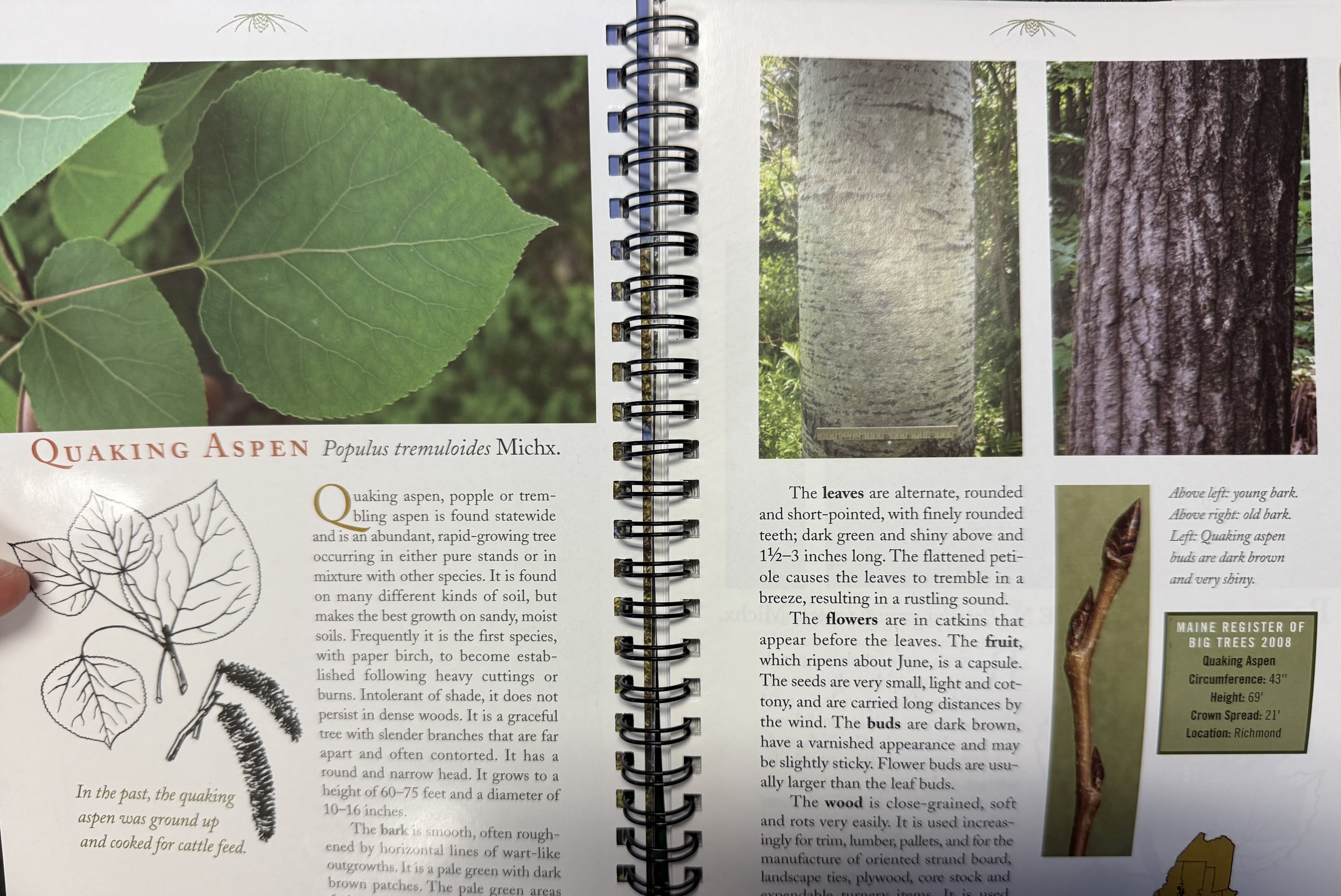 <p>Quaking aspen</p>