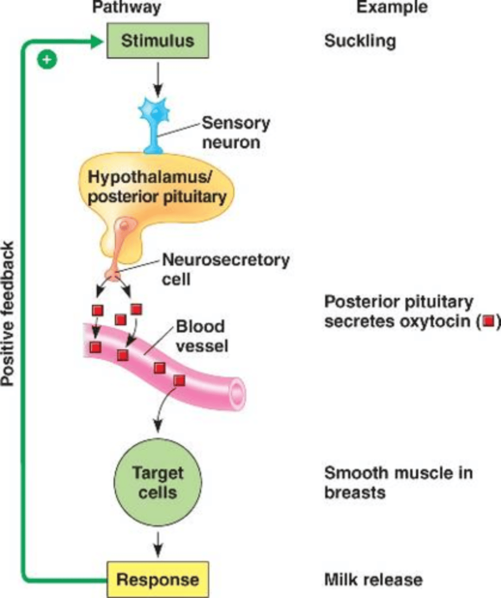<p>- The ligand (hormone) is released by a neuron into the blood stream.</p><p>-Ex: Antidiuretic hormone (ADH) is synthesized by neurosecretory cells of the posterior pituitary gland. (any hormone that is secreted by the posterior pituitary gland is a neurohormone)</p>