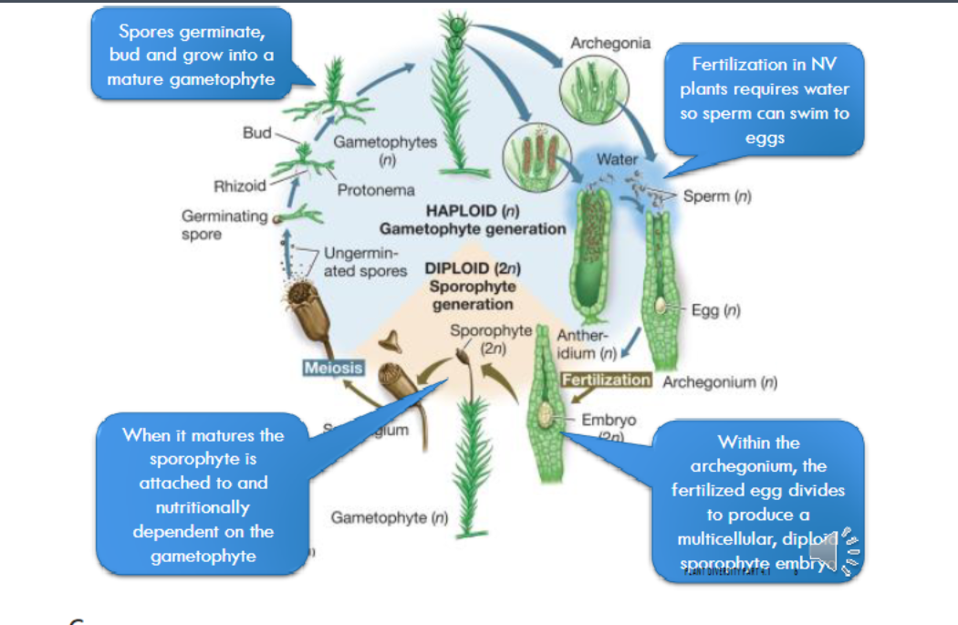 <ul><li><p><span style="font-family: Arial, sans-serif">Dominant generation</span></p></li><li><p><span style="font-family: Arial, sans-serif">Fertilization requires water</span></p></li><li><p><span style="font-family: Arial, sans-serif">Gametophyte - what we see</span></p></li><li><p><span style="font-family: Arial, sans-serif">Archegonia and Anthoridium - Create the gamates</span></p></li><li><p><span style="font-family: Arial, sans-serif">Diploid - when the sperm and the egg meet and begin the Sporophyte</span></p></li><li><p><span style="font-family: Arial, sans-serif">Sporophytes are typically not photosynthetic</span></p></li></ul>
