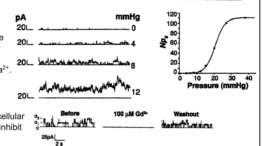 <ol><li><p>digested cell wall with enzymes</p></li><li><p>released apical portion of protoplast</p></li><li><p>exposed plasma membrane for electrophysiological analysis:</p><ul><li><p>patch clamping revealed stretch mediated cation channel</p></li></ul></li></ol><p></p><p></p>