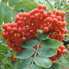 <p><span>Sorbus aucuparia / European Mountain Ash</span></p>