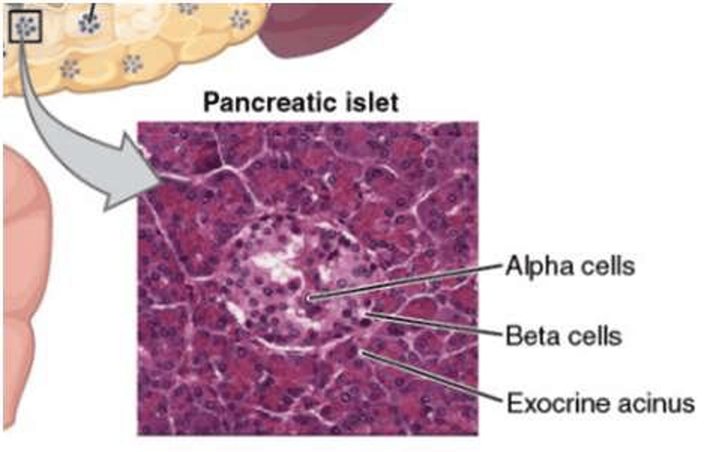 <p>Pancreatic cells that secrete insulin.</p>