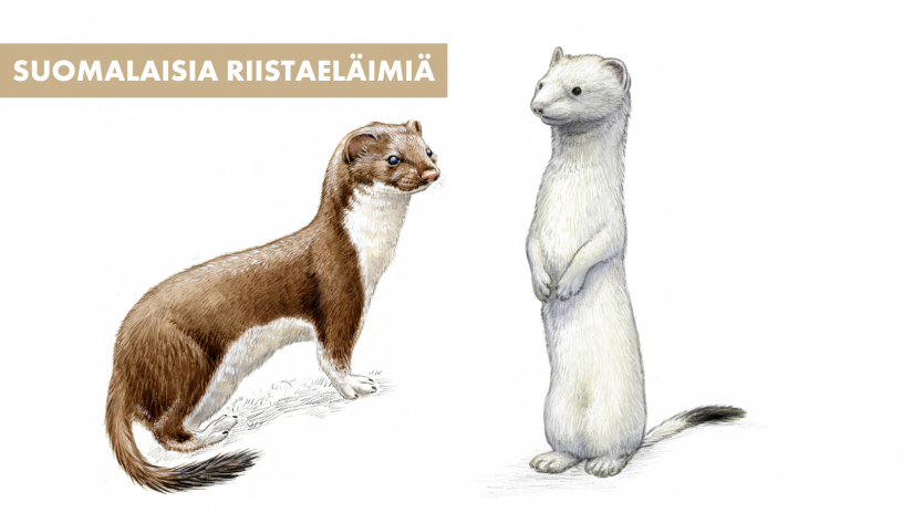 <p><em>Mustela erminea</em></p>