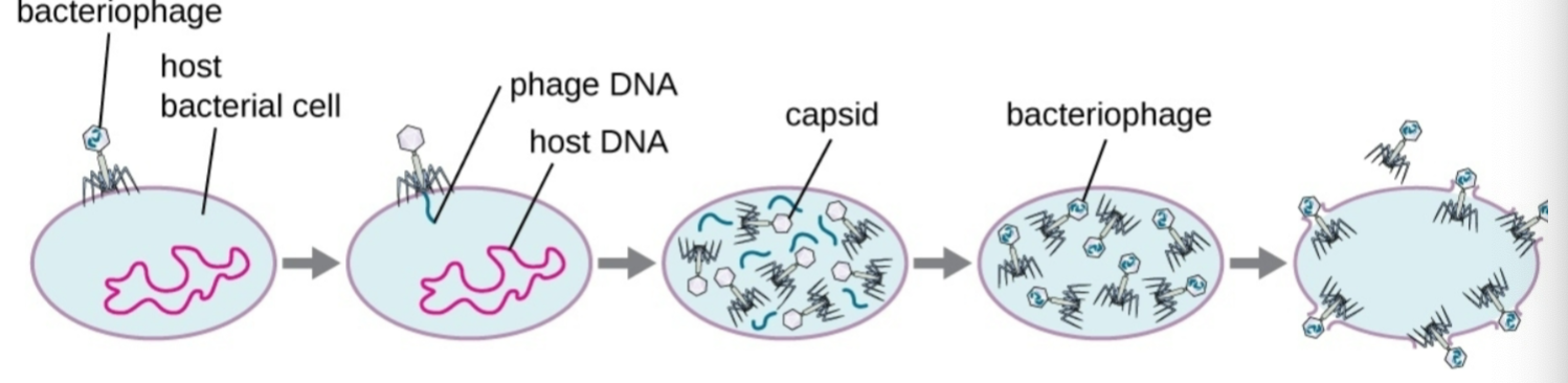 <p>This cycle starts by:</p><p>the phage attaches <strong>(Attachment)</strong> to host surface and viral DNA entering host cell <strong>(Penetration)</strong>→ </p><p>Phage DNA then replicates<strong> (biosynthesis) </strong>making phage proteins resulting in new phage particles <strong>(maturation)</strong> →</p><p><strong>(3)</strong> Eventually lysis releases the newly made phages <strong>(lysis)</strong></p>