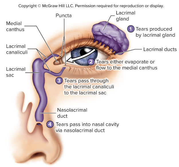 <ul><li><p>Lacrimal gland</p></li><li><p>Tears</p></li><li><p>Nasolacrimal duct</p></li></ul><p></p>