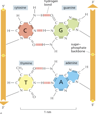 <p>Base pairing holds the DNA double helix together, with A - T forming <em>_ </em>hydrogen bonds, and G - C forming _ hydrogen bonds</p>