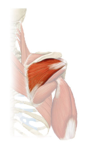 <p>Located below the scapular spine, this muscle stabilizes and latterally rotates the shoulder joint. It originates from the infraspinous fossa and inserts onto the greater tubercle of the humerus</p>