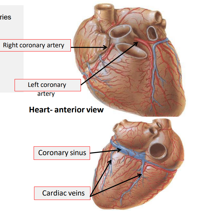 <p>supplied by two coronary arteries</p><ul><li><p>right coronary artery</p></li><li><p>left coronary artery</p></li></ul><p>drained by cardiac veins and coronary sinus</p><p></p>