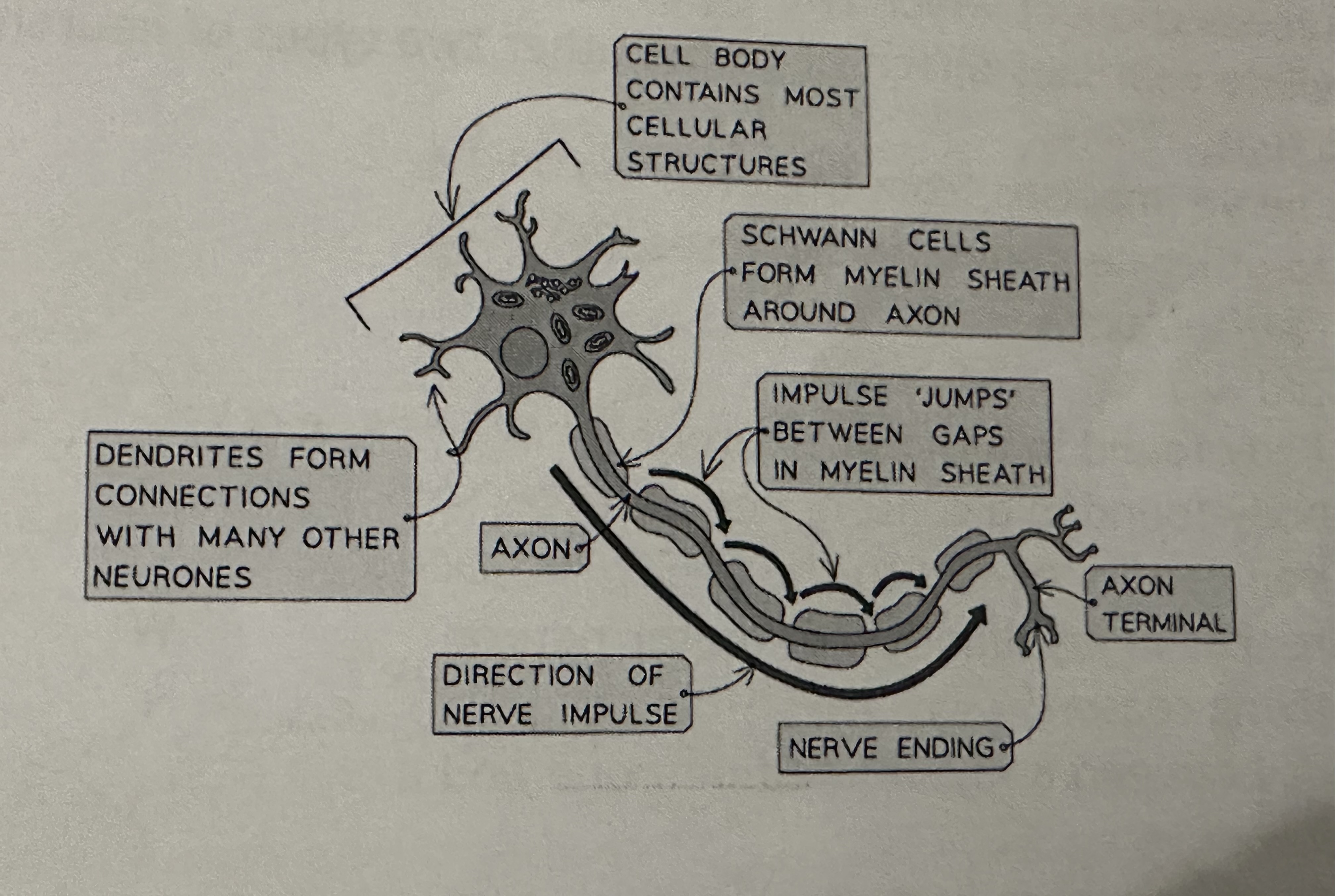 <p>Cell body = contains the nucleus and other organelles. It carries out all the normal functions of the cell (e.g protein synthesis and ATP production)</p><p>Dendrites = Branches of the neurone membrane which receives signals from other neurones</p><p>Axon= A long fibre. A single, long, thin extension that carries electrical signals away from the cell body, towards the synapses. </p>