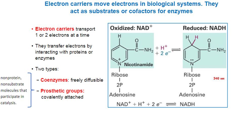 <p>Electron carriers move electrons</p>