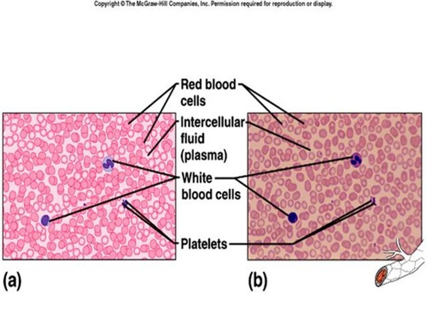<p>red cells: Erythrocytes, White Cells: Leukocyte, Platelets will appear as small speck on closer images</p>