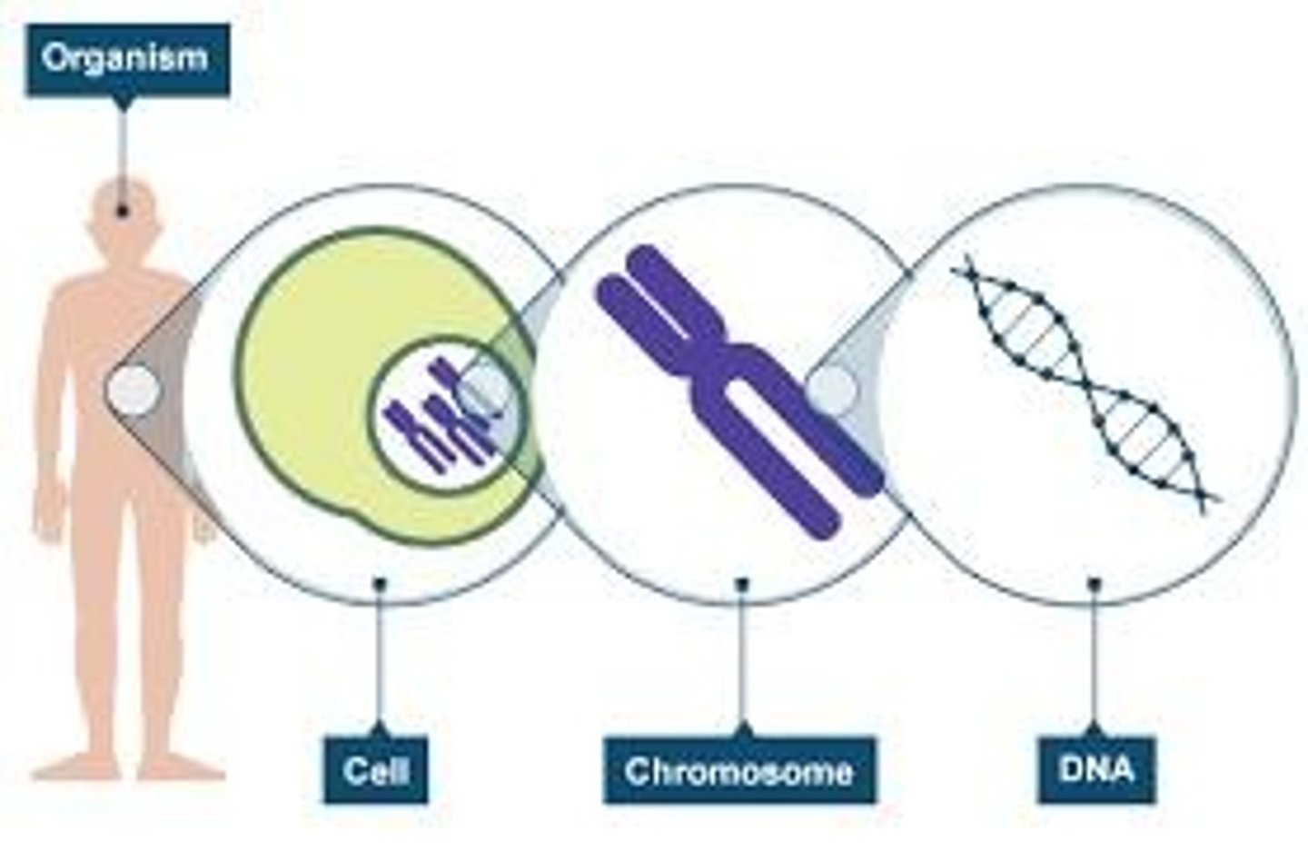 <p>Each somatic cell contains two copies of the chromosome</p><p>One from each parent</p>